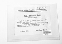 Hainesia rubi image